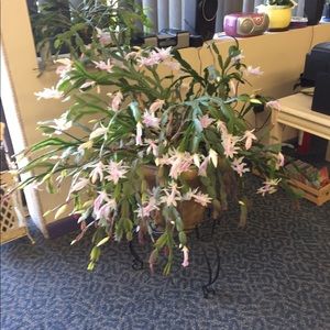 Meet your Posher, Jane